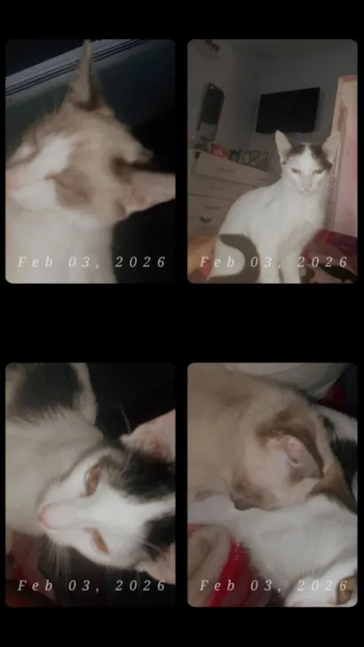 Gato raça SRD-ViraLata idade 2 a 6 meses nome Nalha, lilithi, Lúcifer, pulga