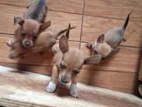 Cachorro raça Pinscher idade 2 a 6 meses nome Não tem nome