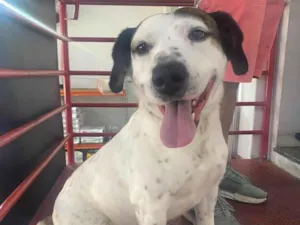 Cachorro raça SRD-ViraLata idade 5 anos nome Bob