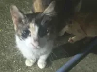 Gato raça SRD-ViraLata idade 2 a 6 meses nome Kiara e seus filhotes 