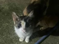 Gato raça SRD-ViraLata idade 2 anos nome Kiara