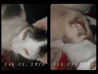 Gato raça SRD-ViraLata idade 2 a 6 meses nome Nalha, lilithi, Lúcifer, pulga