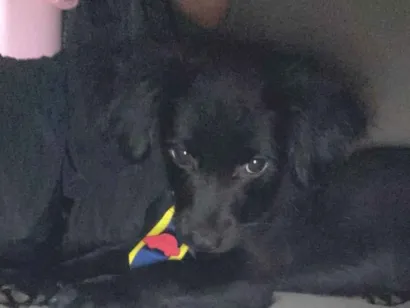 Cachorro raça SRD-ViraLata idade 2 a 6 meses nome Elvis