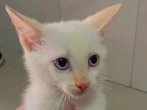 Gato raça Exótico idade 2 a 6 meses nome Filhotes de gato