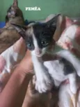 Gato raça SRD-ViraLata idade 2 a 6 meses nome Doação de lindos bebês