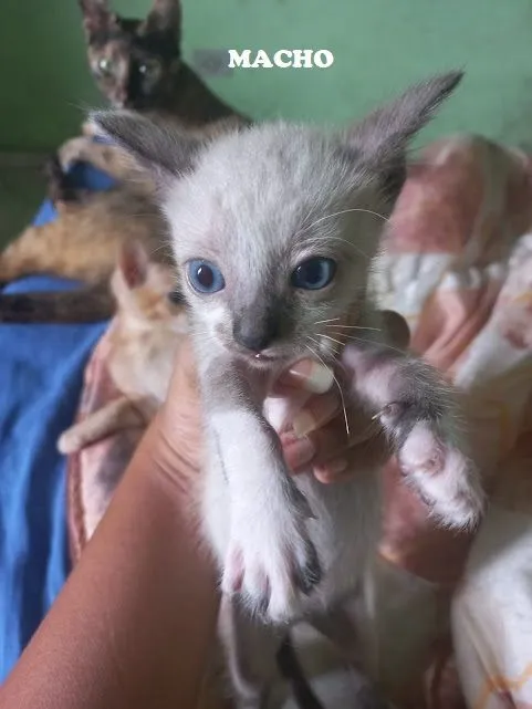 Doação de lindos bebês