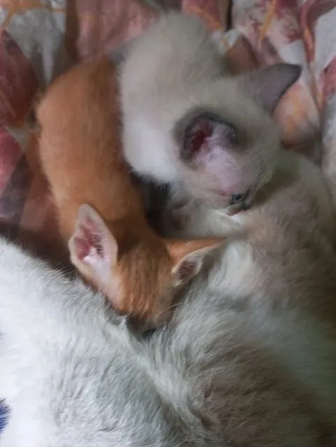 Doação de lindos bebês