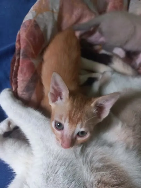 Doação de lindos bebês