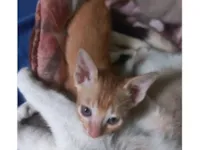 Gato raça SRD-ViraLata idade 2 a 6 meses nome Doação de lindos bebês