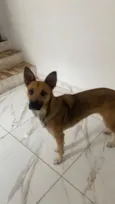 Cachorro raça SRD-ViraLata idade 1 ano nome Mia
