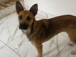 Cachorro raça SRD-ViraLata idade 1 ano nome Mia