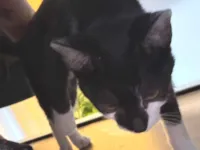 Gato raça SRD-ViraLata idade 2 a 6 meses nome Sem nome ainda 