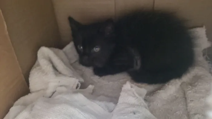 Gato raça SRD-ViraLata idade Abaixo de 2 meses nome Nero