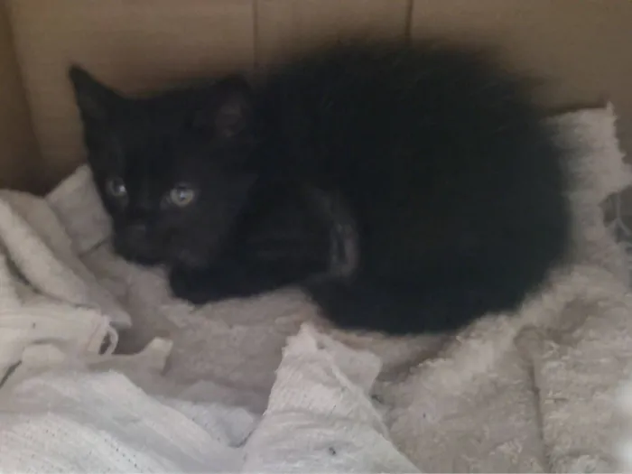 Gato raça SRD-ViraLata idade Abaixo de 2 meses nome Nero