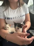 Doa-se dois (2) gatos filhotes ( 1 macho e 1 femêa) 