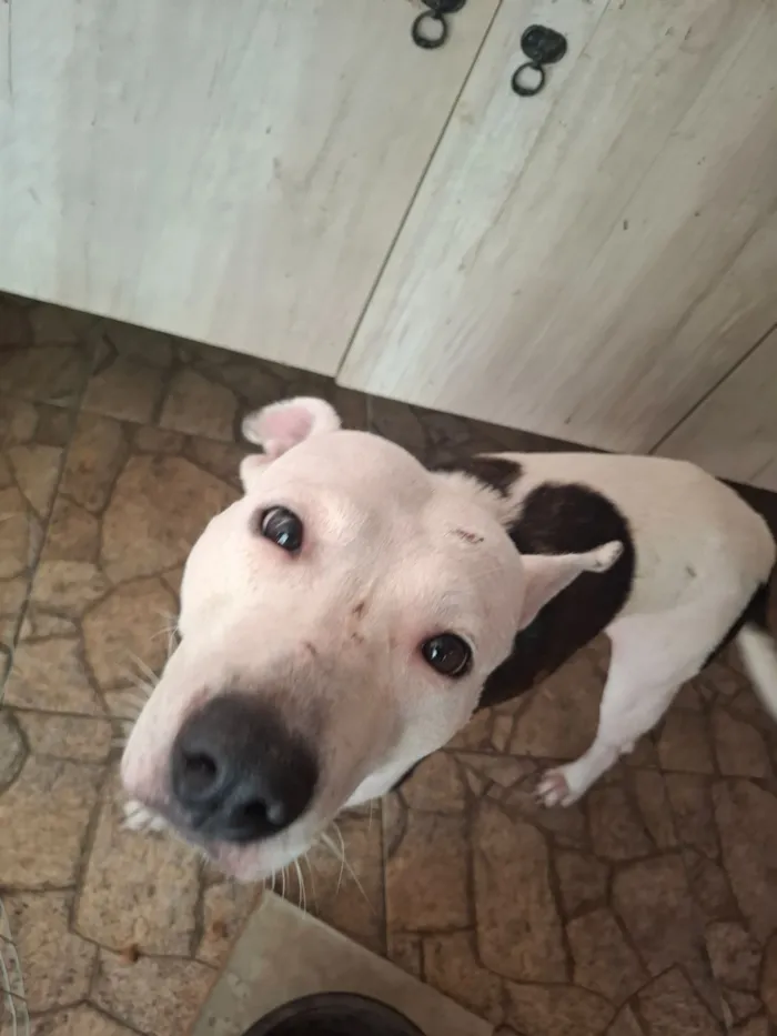 Cachorro raça SRD-ViraLata idade 2 anos nome Alemoa