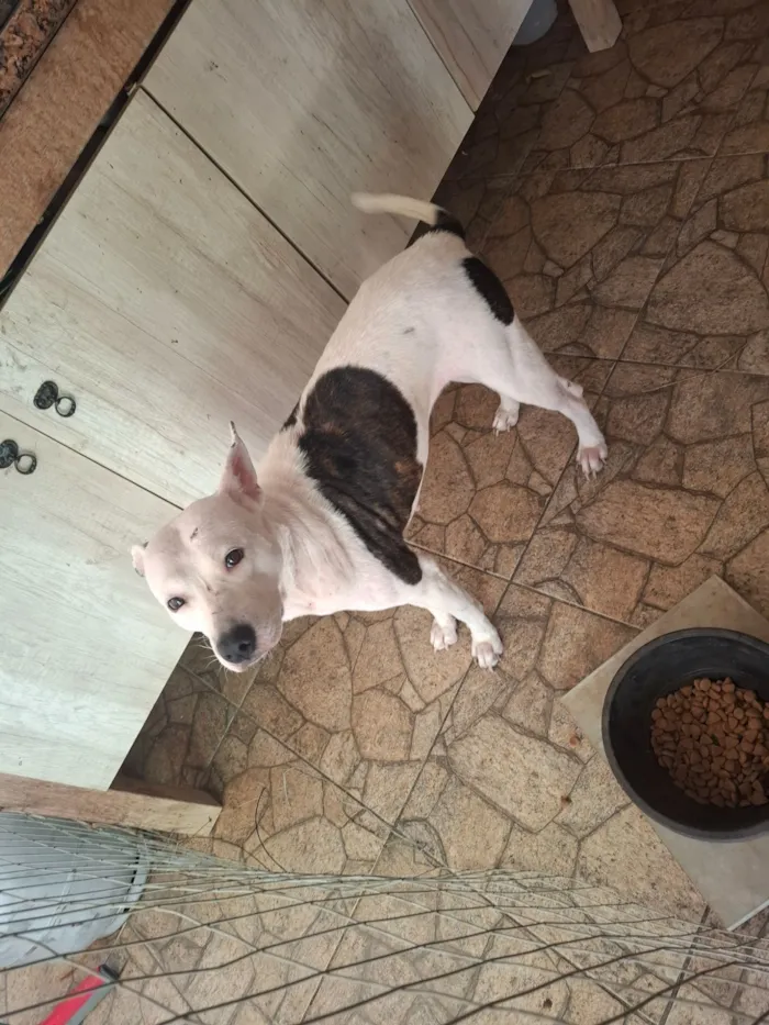 Cachorro raça SRD-ViraLata idade 2 anos nome Alemoa