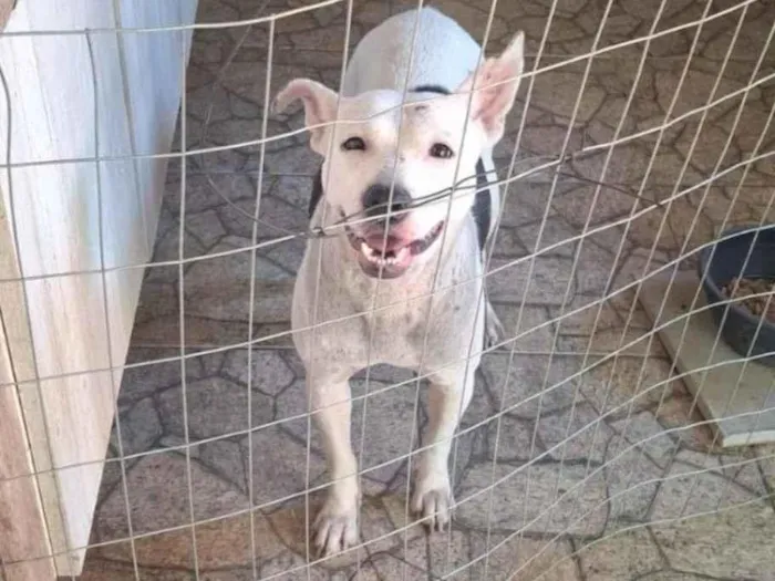 Cachorro raça SRD-ViraLata idade 2 anos nome Alemoa