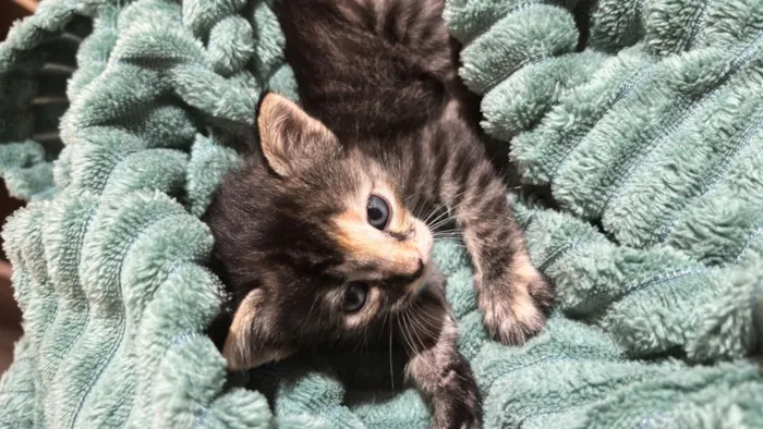 Gato raça SRD-ViraLata idade Abaixo de 2 meses nome Pandora