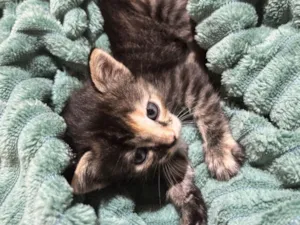 Gato raça SRD-ViraLata idade Abaixo de 2 meses nome Pandora