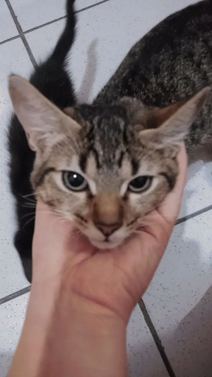 Gato raça Exótico idade 2 a 6 meses nome Liao
