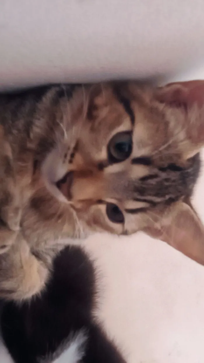 Gato raça Exótico idade 2 a 6 meses nome Liao