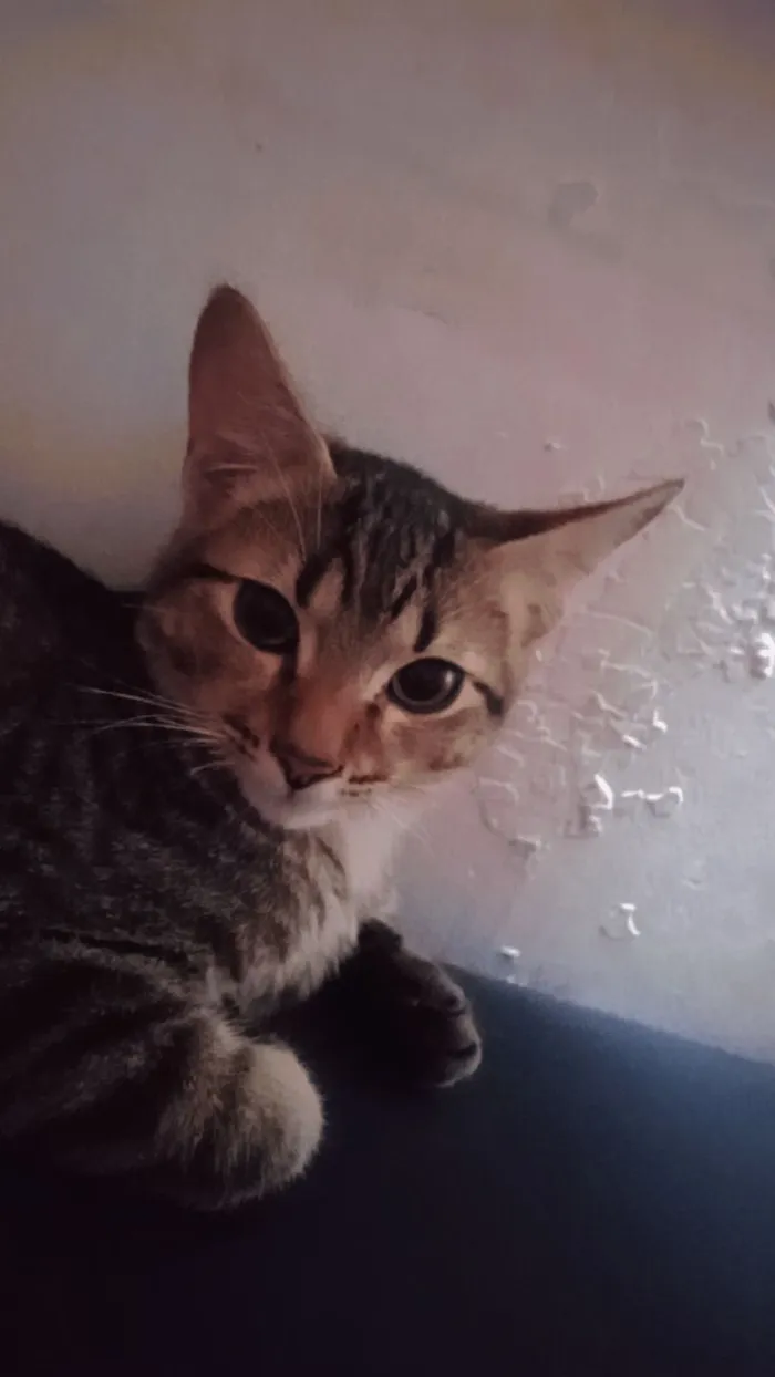 Gato raça Exótico idade 2 a 6 meses nome Liao