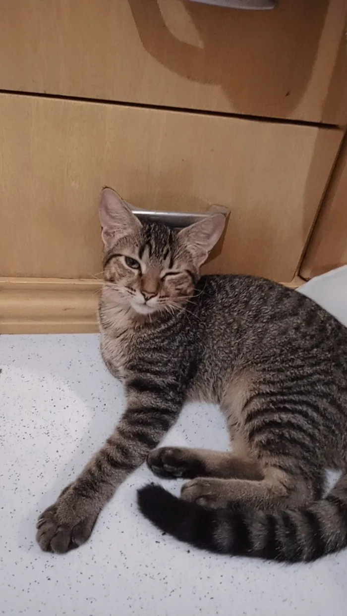 Gato raça Exótico idade 2 a 6 meses nome Liao