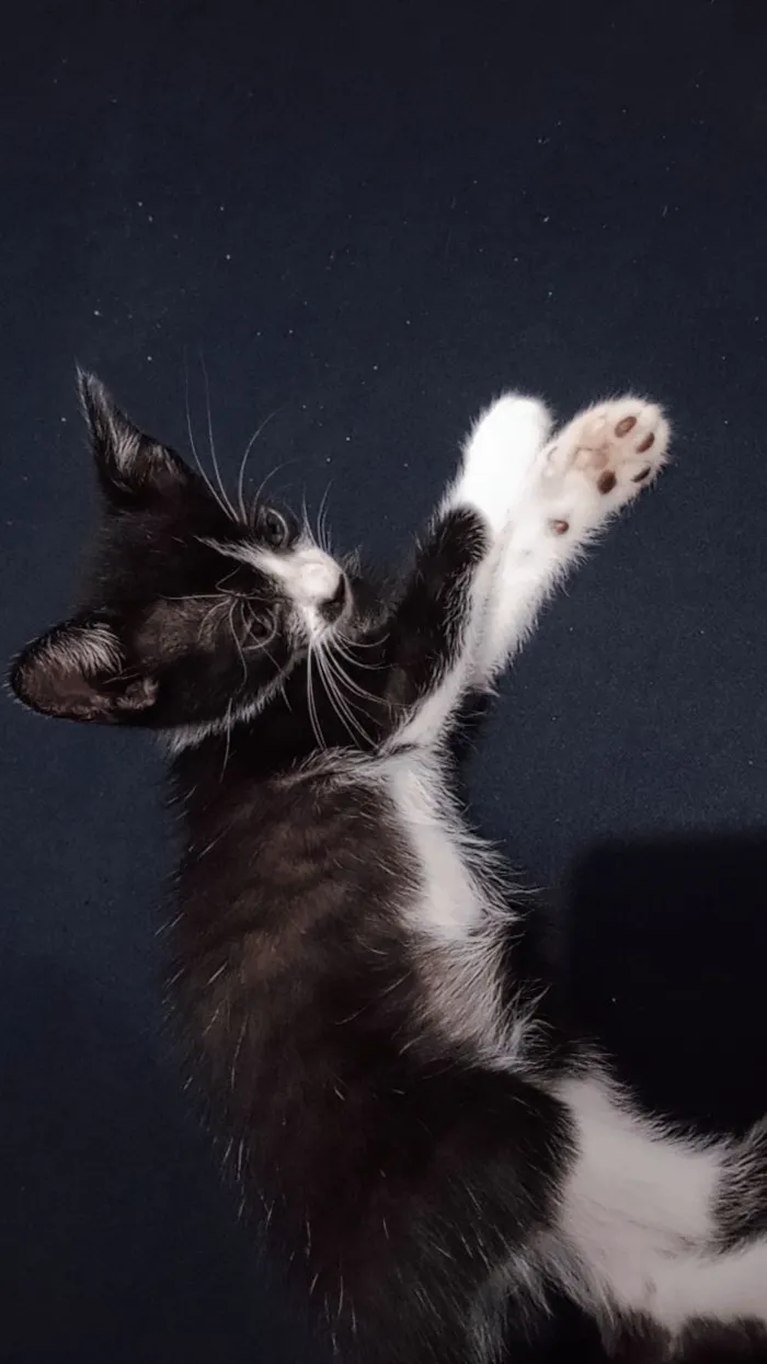 Gato raça Exótico idade Abaixo de 2 meses nome Tom