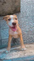 Cachorro raça SRD-ViraLata idade 7 a 11 meses nome Não sei 