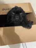 Cachorro raça Shitzu idade 2 a 6 meses nome Pandora 
