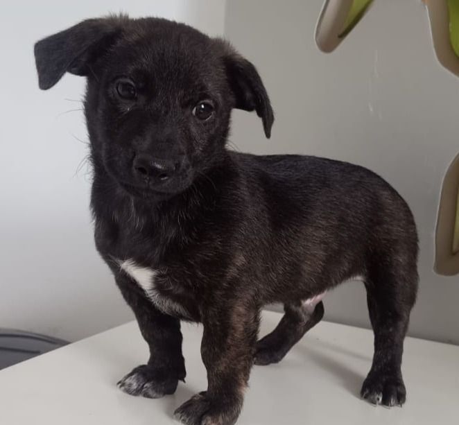 Cachorro raça SRD-ViraLata idade 2 a 6 meses nome BLACKIZINHO