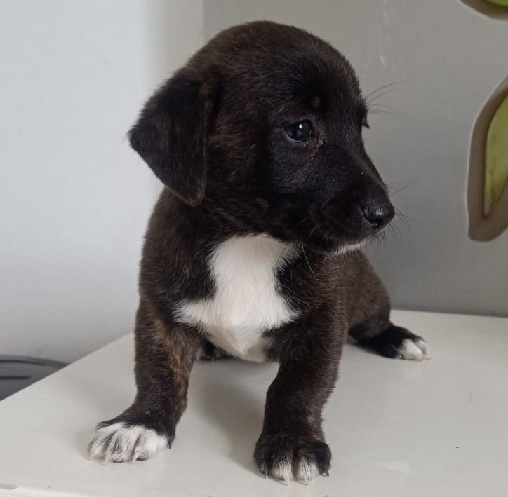 Cachorro raça SRD-ViraLata idade 2 a 6 meses nome NENEM