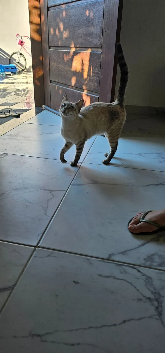 Gato raça SRD-ViraLata idade 7 a 11 meses nome Mia