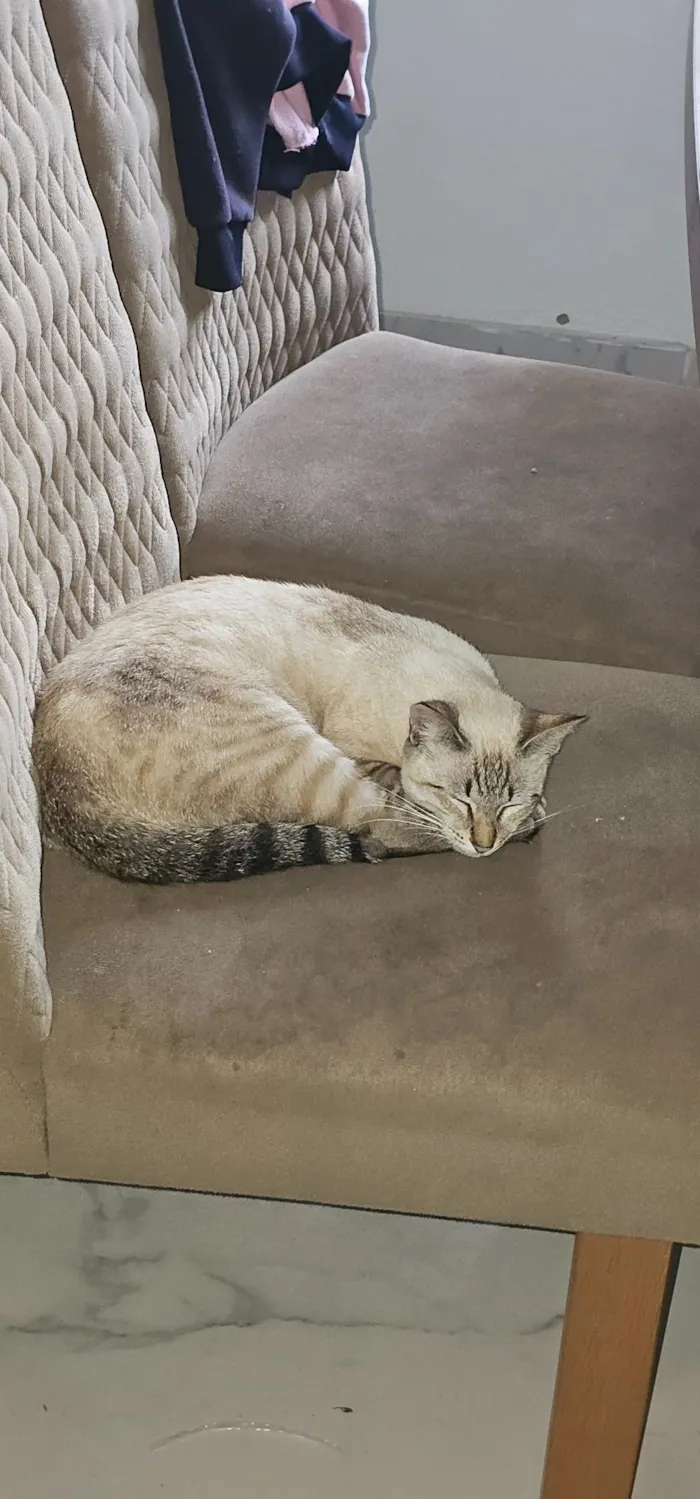 Gato raça SRD-ViraLata idade 7 a 11 meses nome Mia