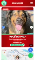Cachorro raça SRD-ViraLata idade 6 ou mais anos nome Theo