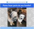 Cachorro raça SRD-ViraLata idade 2 a 6 meses nome Théo 