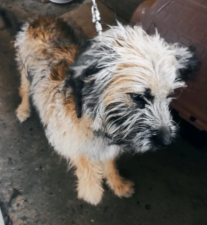 Cachorro raça SRD-ViraLata idade 2 a 6 meses nome Théo 