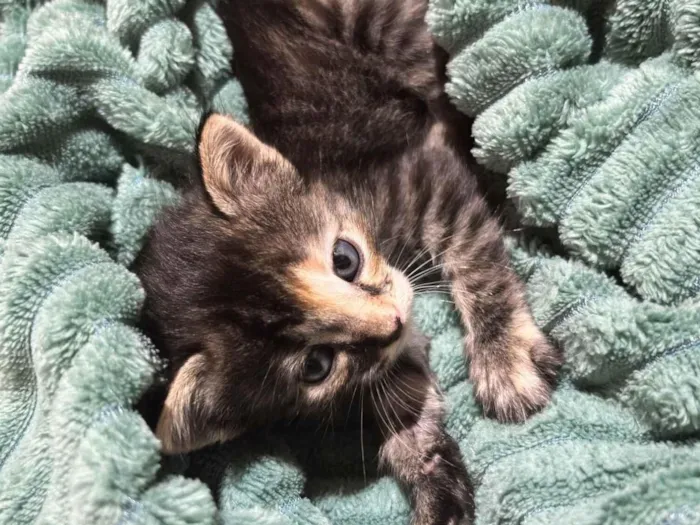 Gato raça SRD-ViraLata idade Abaixo de 2 meses nome Pandora