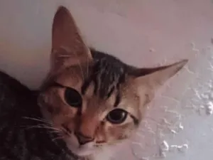 Gato raça Exótico idade 2 a 6 meses nome Liao