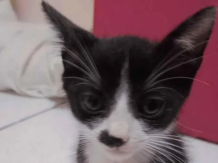 Gato raça Exótico idade Abaixo de 2 meses nome Tom