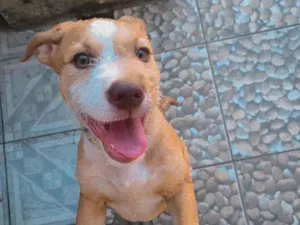 Cachorro raça SRD-ViraLata idade 7 a 11 meses nome Não sei 