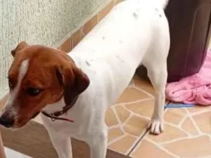 Cachorro raça SRD-ViraLata idade 7 a 11 meses nome Bolacha