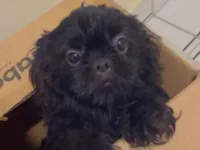 Cachorro raça Shitzu idade 2 a 6 meses nome Pandora 