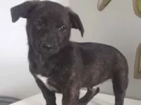 Cachorro raça SRD-ViraLata idade 2 a 6 meses nome BLACKIZINHO