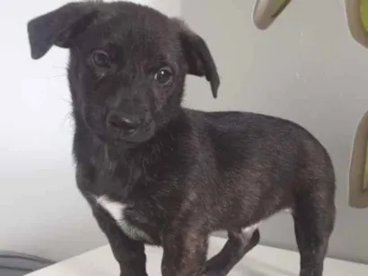 Cachorro raça SRD-ViraLata idade 2 a 6 meses nome BLACKIZINHO