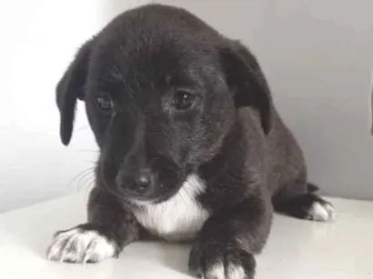 Cachorro raça SRD-ViraLata idade 2 a 6 meses nome NENEM