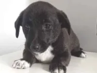 Cachorro raça SRD-ViraLata idade 2 a 6 meses nome NENEM