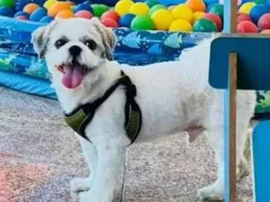 Cachorro raça Shitzu idade 4 anos nome Luke
