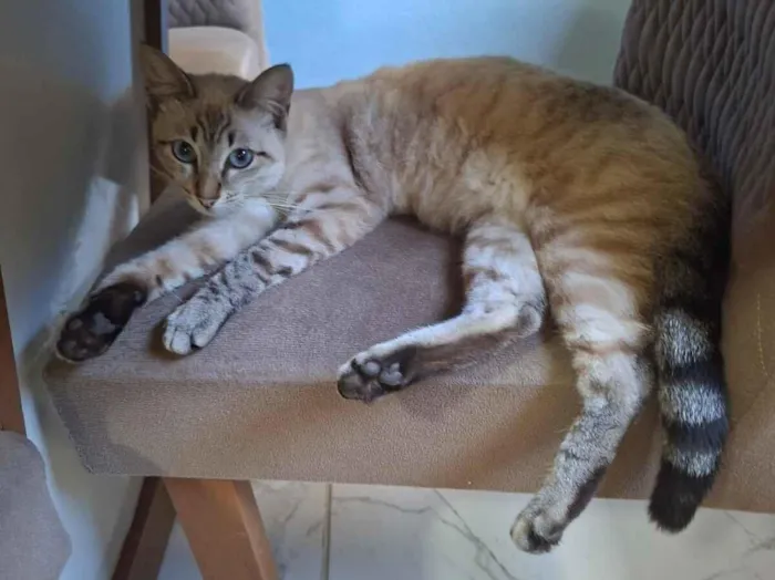 Gato raça SRD-ViraLata idade 7 a 11 meses nome Mia
